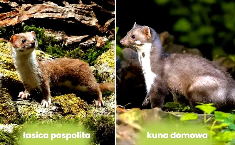 Jak kuna zdobywa dachy - sekrety ich zręczności i metody dostępu