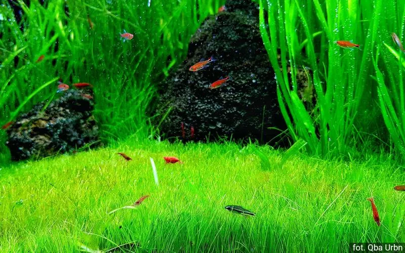 Jak stworzyć idealny trawnik w akwarium – z czego powinieneś skorzystać?