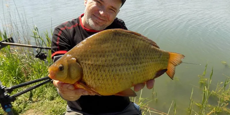 Jakie ryby skutecznie ograniczają wzrost glonów w oczku wodnym?