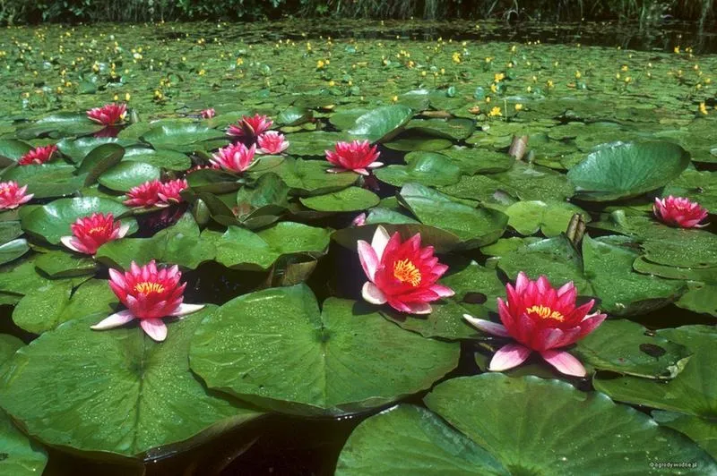 Odkryj tajniki: jak sadzić lilie wodne w Twoim oczku wodnym