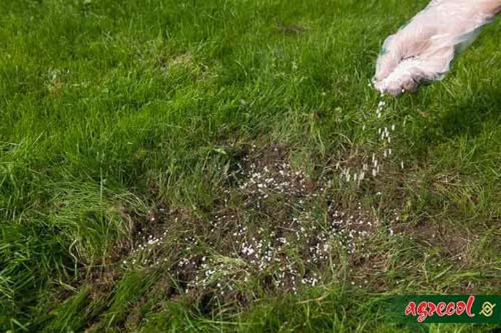 Sekrety udanej dosiewki trawnika – jak osiągnąć zieloną, gęstą murawę?