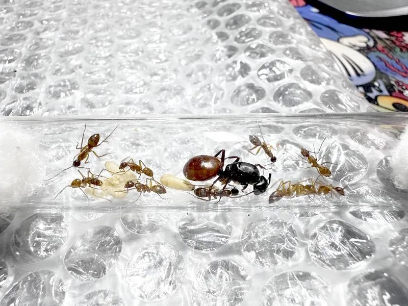 Skuteczne metody na zwalczenie mrówek pod kostką brukową