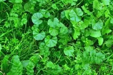 Skuteczne sposoby na chwasty w trawniku – jaki preparat wybrać?