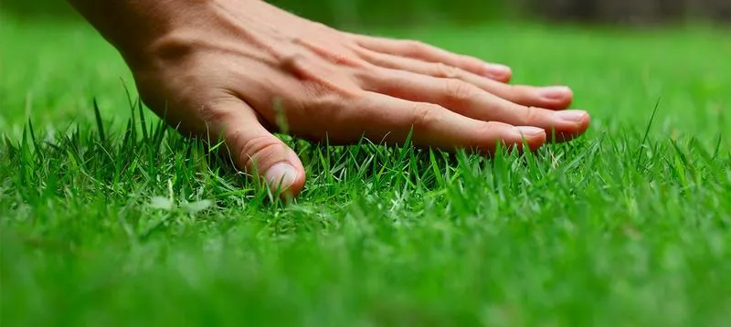 Skuteczne sposoby na pielęgnację trawnika po zimie