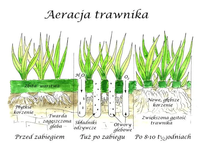 Aeracja trawnika