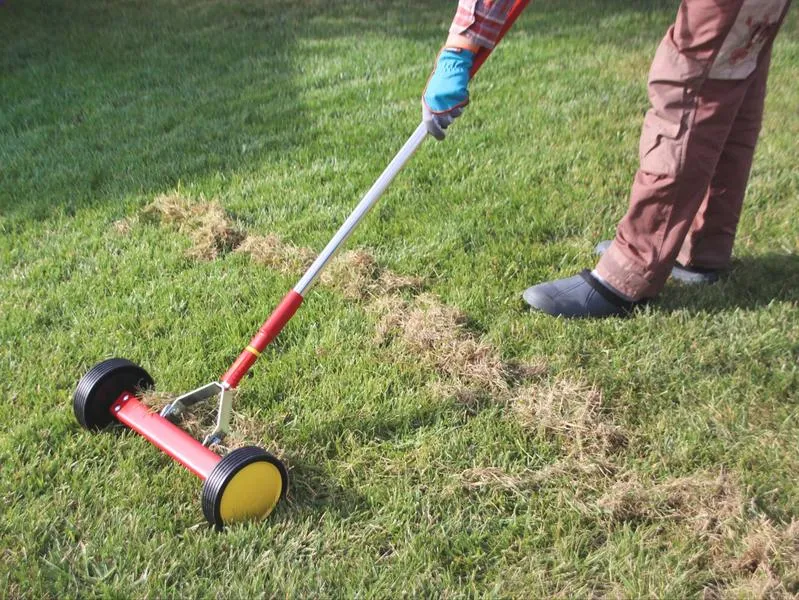 Aeracja trawnika jesienią