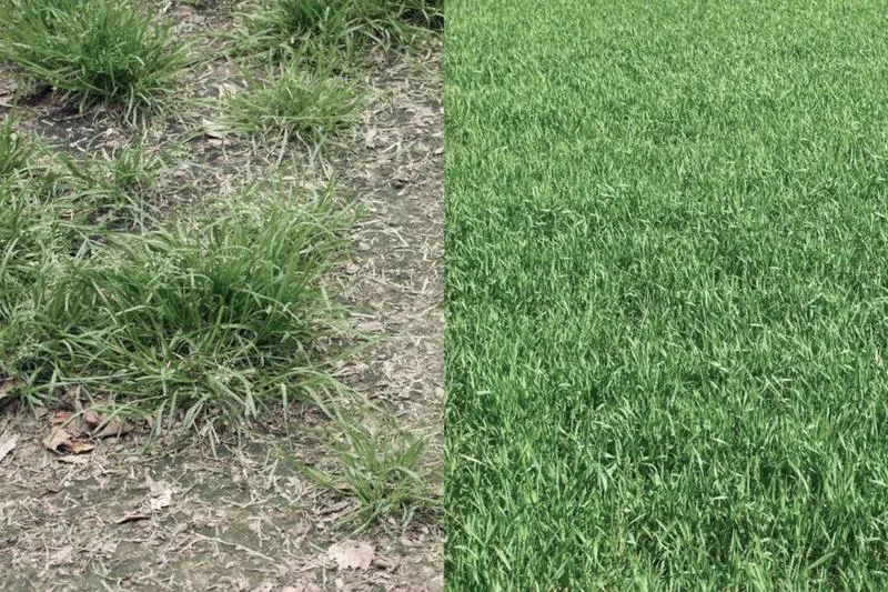 Metody wyrównywania trawnika