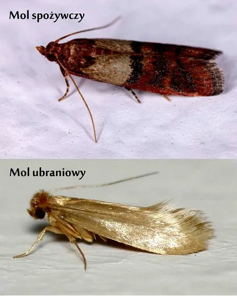 Mole spożywcze