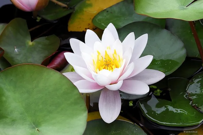 Pielęgnacja oczka wodnego