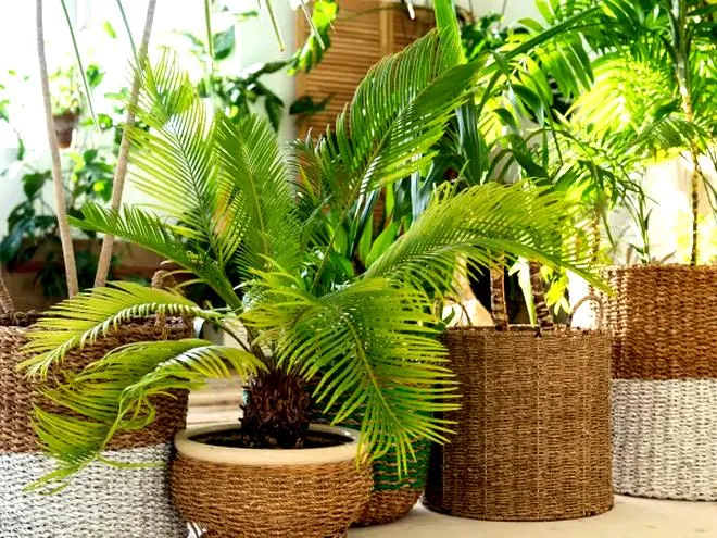 Pielęgnacja palm