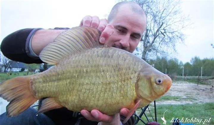 Ryby do oczka wodnego