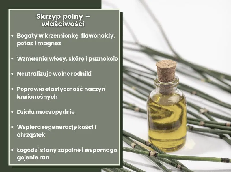 Skrzyp polny na trawniku