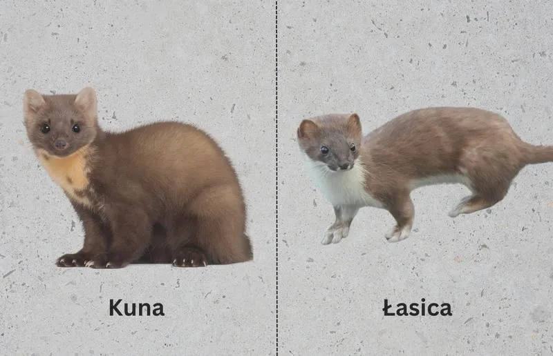 Zabezpieczenie dachu przed kunami