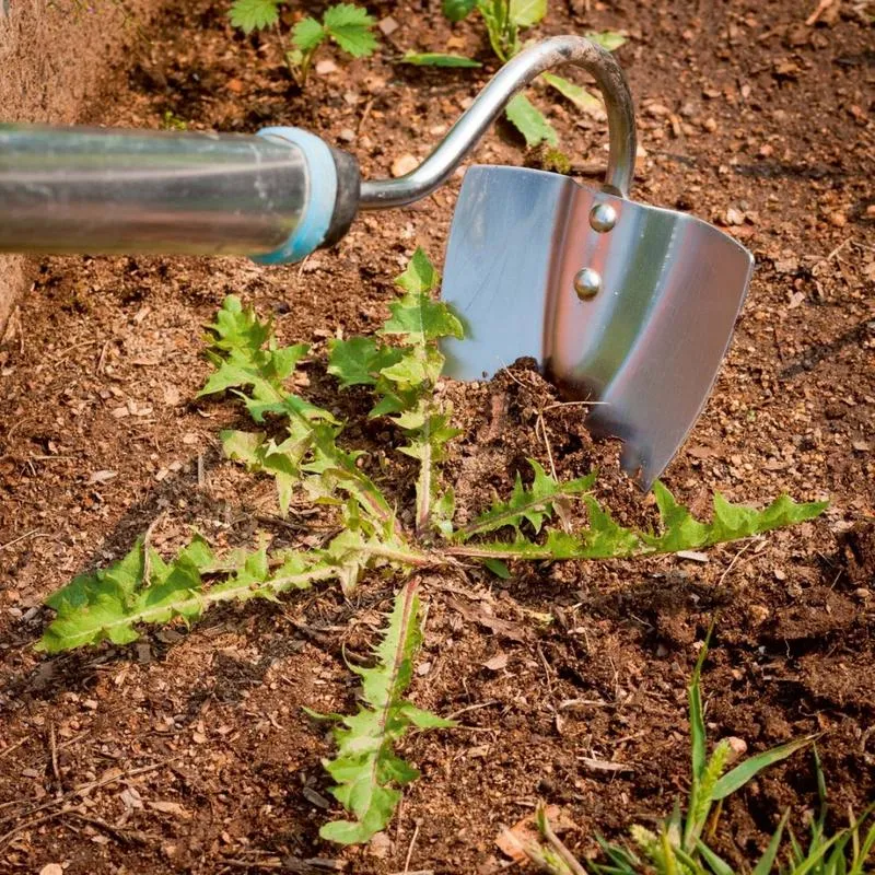 Zapobieganie chwastom i mchowi na kostce brukowej