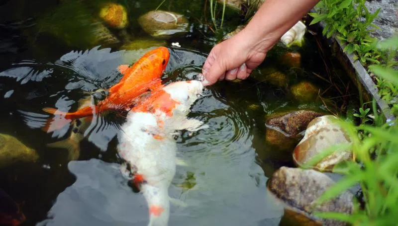 Zimowe przygotowania ogrodu